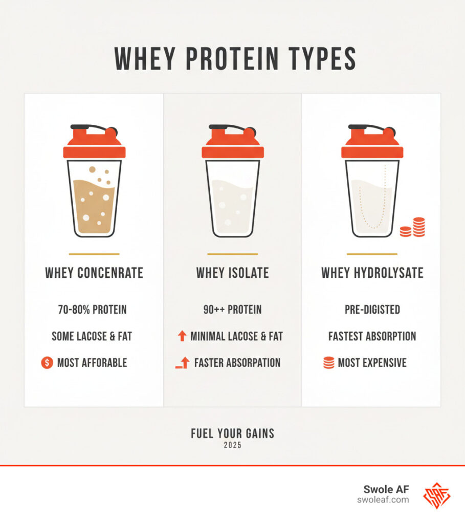 Infographic showing three types of whey protein: Whey Concentrate (70-80% protein, contains some lactose and fat, most affordable), Whey Isolate (90%+ protein, minimal lactose and fat, faster absorption), and Whey Hydrolysate (pre-digested protein, fastest absorption, most expensive) - Best chocolate whey infographic 